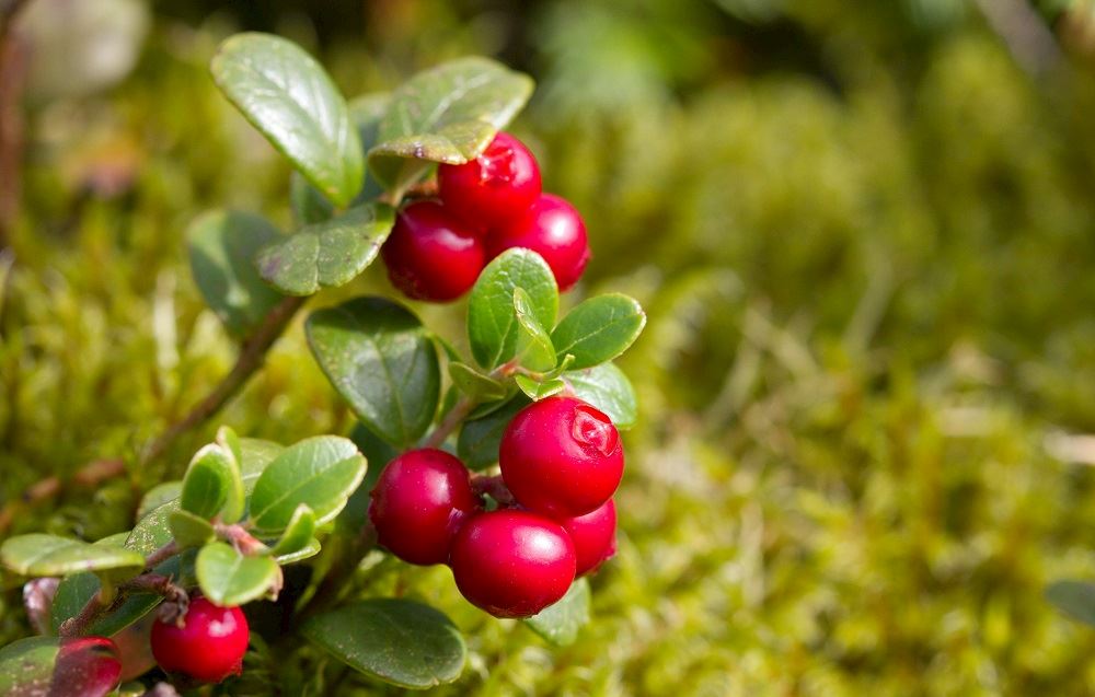 blog-herfst-bij-paal-8