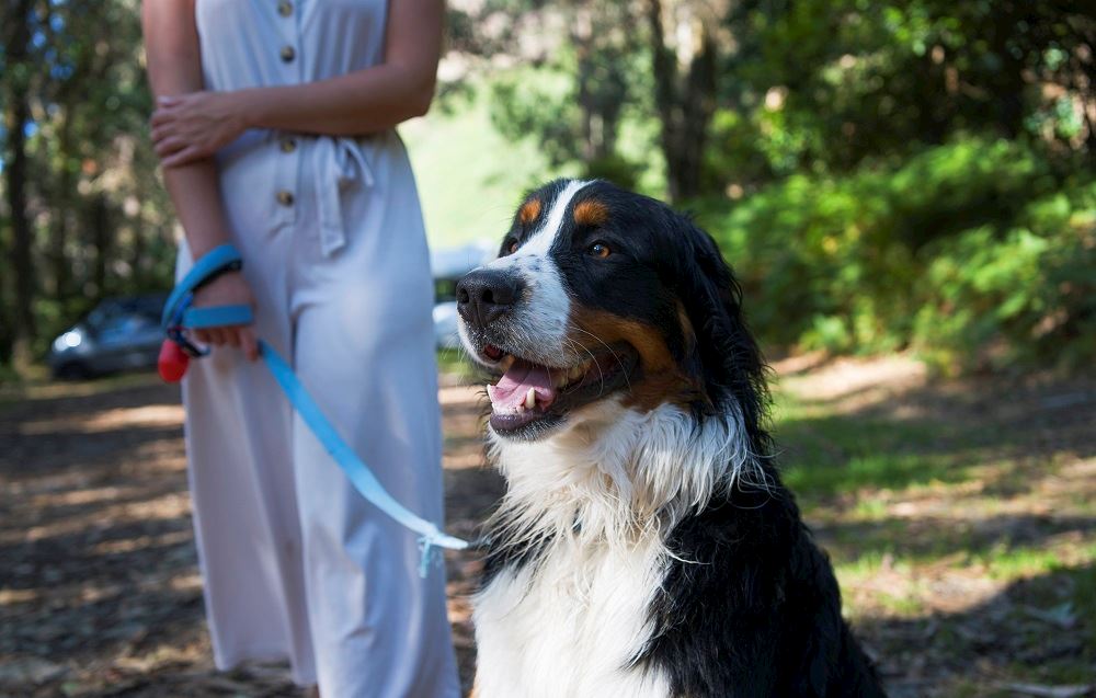 blog-hond-hotel-overview